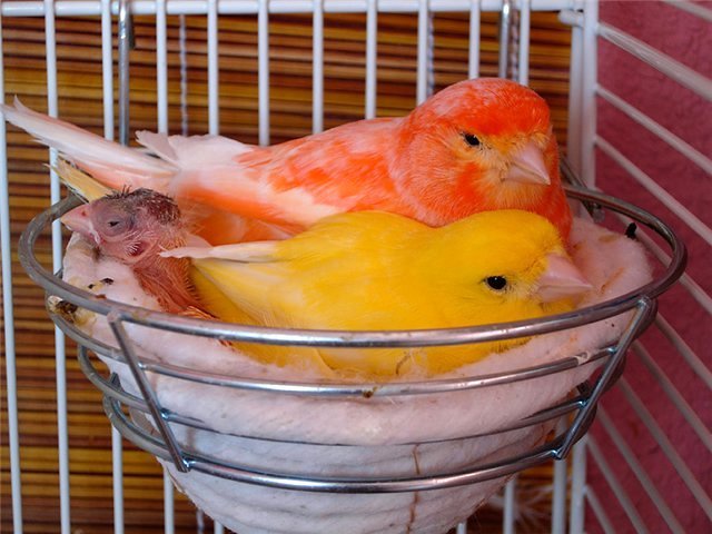 Содержание канареек и уход за ними в Высоцке