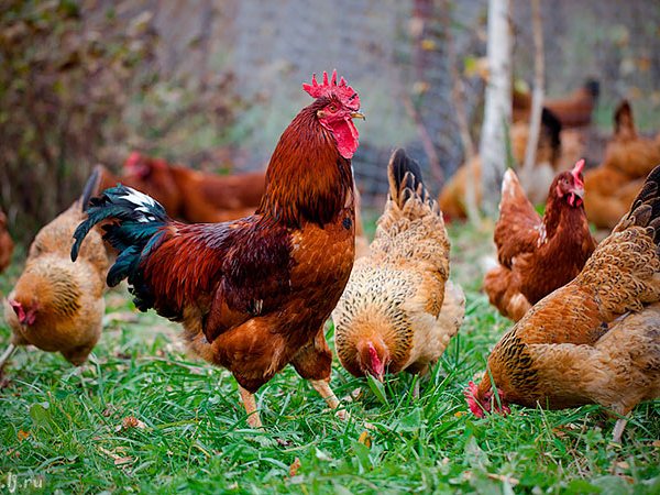 Породы куриц | ЗооТом - продажа, вязка и услуги для животных в Высоцке