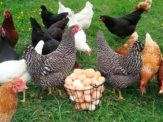 Содержание кур и уход за ними | ЗооТом - продажа, вязка и услуги для животных в Высоцке