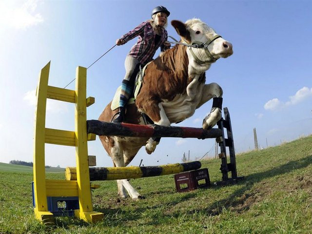 Статьи о коровах в Высоцке | ЗооТом портал о животных