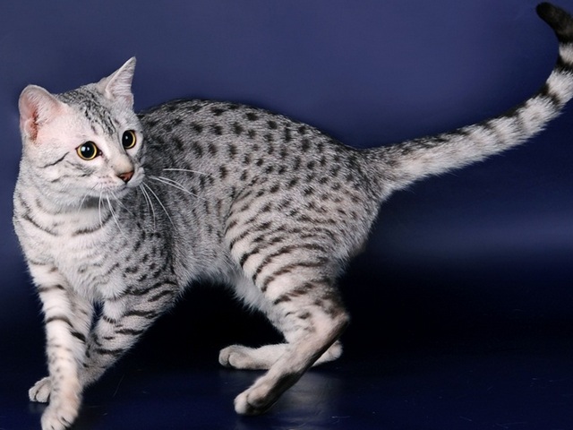 Породы кошек в Высоцке | ЗооТом портал о животных