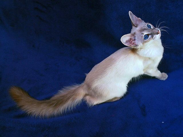 Выведенные породы кошек в Высоцке | ЗооТом портал о животных