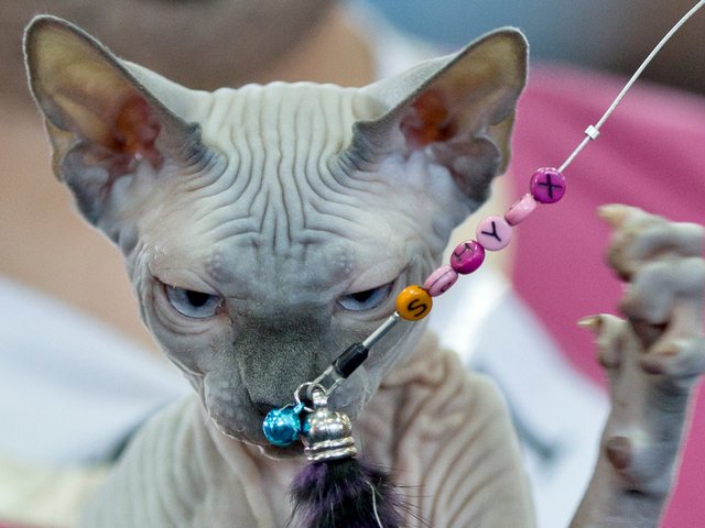 Выставки кошек в Высоцке | ЗооТом портал о животных