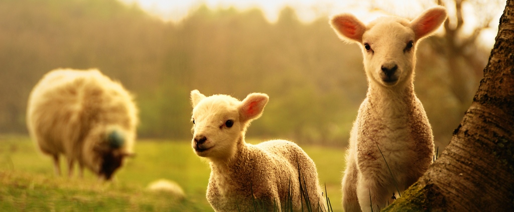 Объявления о сельскохозяйственных животных | ЗооТом - продажа, вязка и услуги для животных в Высоцке