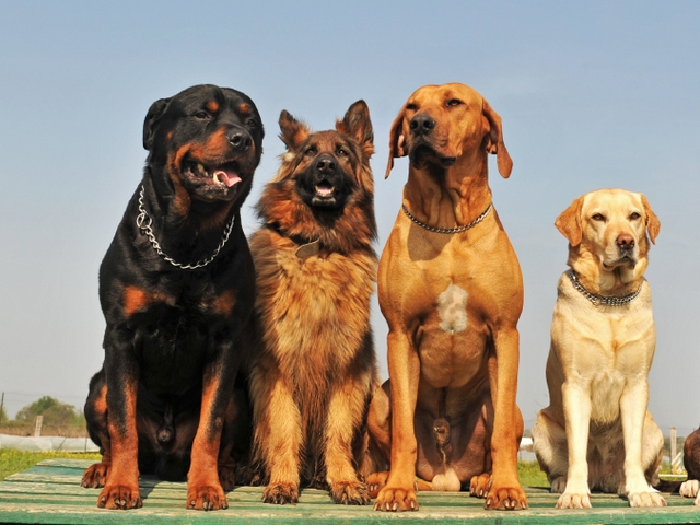Крупные породы собак в Высоцке | ЗооТом портал о животных