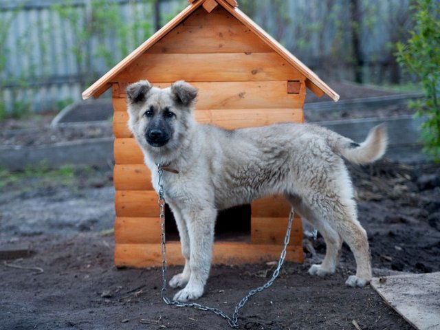 Все о собаках в Высоцке Все о собаках в Высоцке